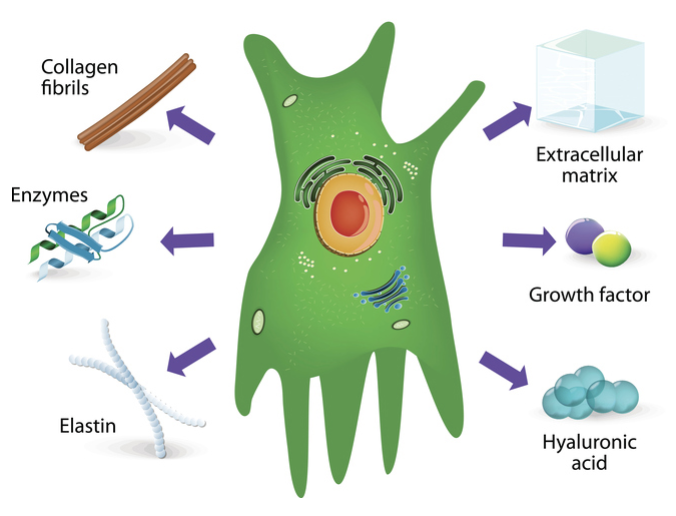PLASMA FIBROBLAST 101 - treatment image