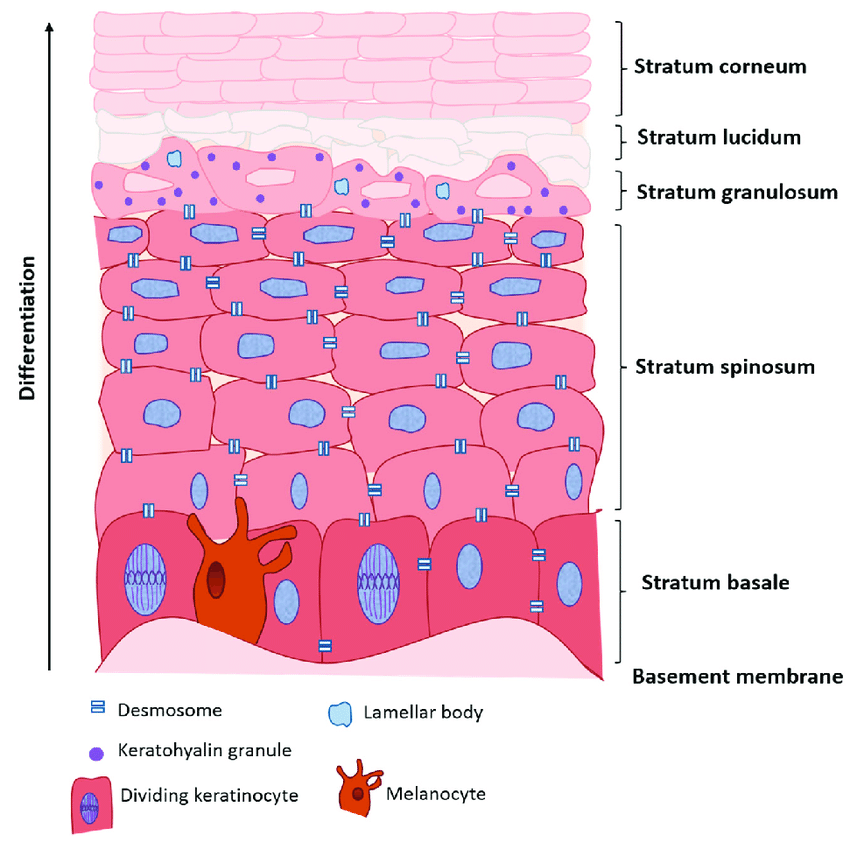 CHEMICAL PEELS 101: Acid Types - treatment image
