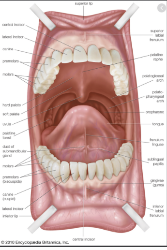 My TEETH Journey - treatment image