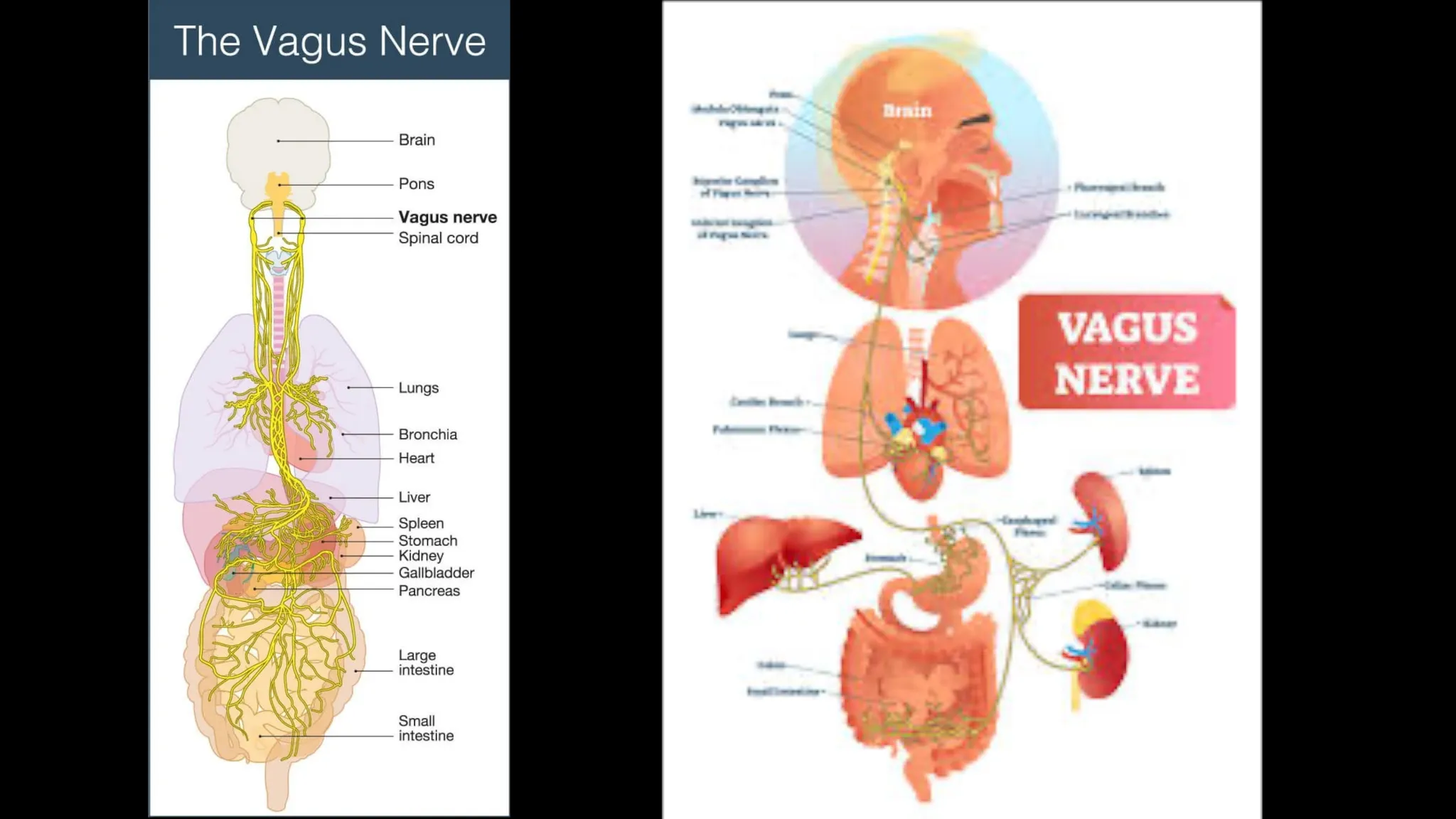 Pulsetto Vagus Nerve Stimulator Review: My Experience for Anxiety and Stress Relief - treatment image