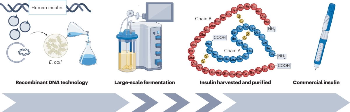 The History of Peptides: From Insulin to GLP-1 Medications Complete Guide - treatment image