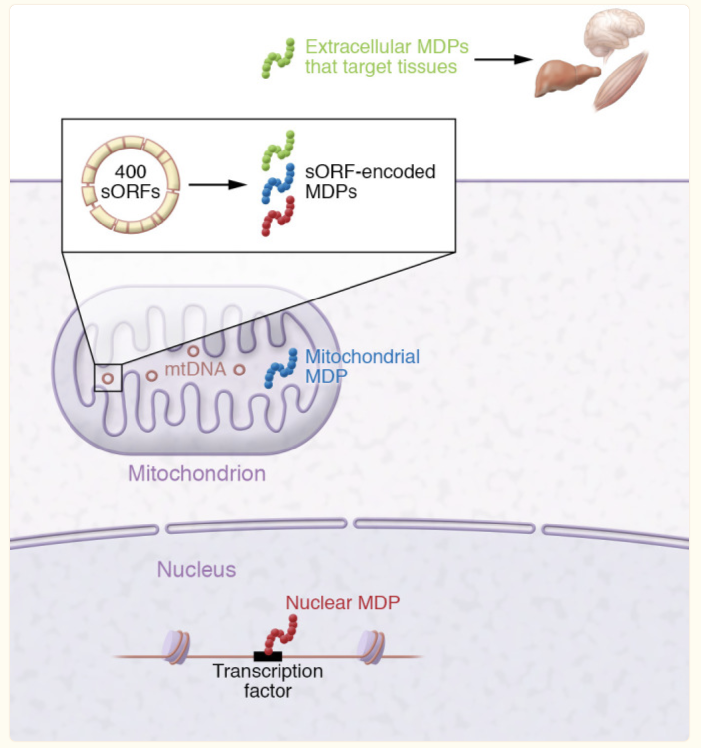 MOTS-c PEPTIDE - treatment image