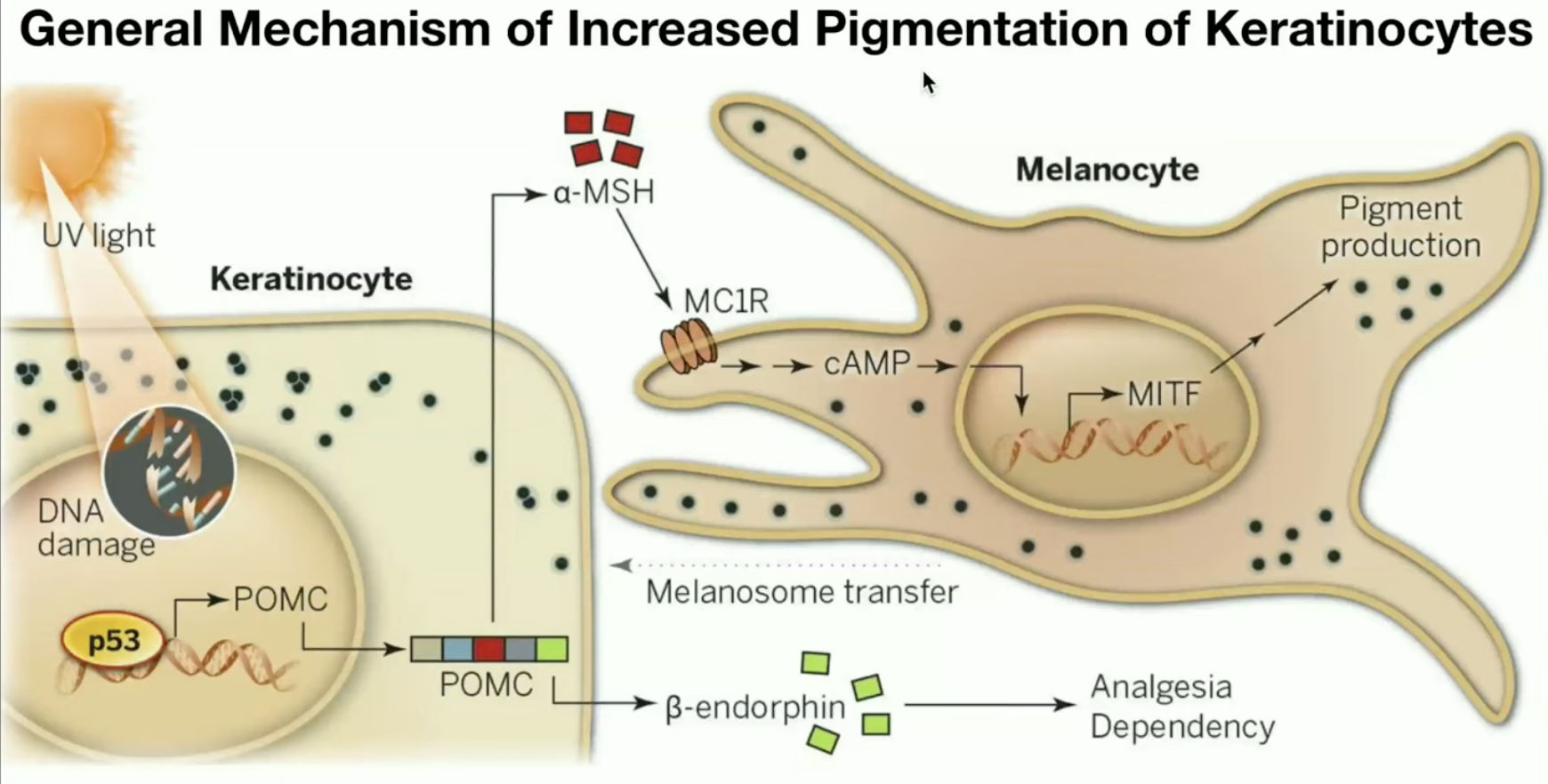 Using Melanotan to Prevent Polymorphous Light Eruption aka SUN POISONING - treatment image