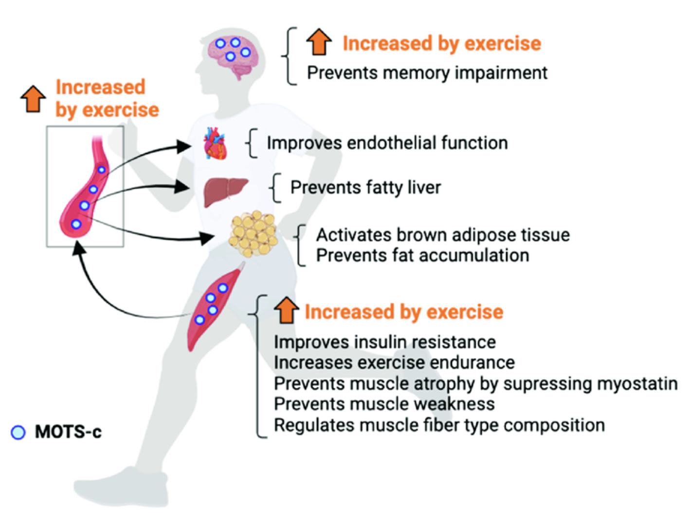 MOTS-c PEPTIDE - treatment image