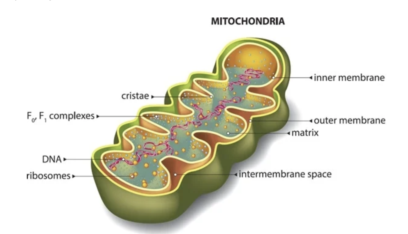 MOTS-c PEPTIDE