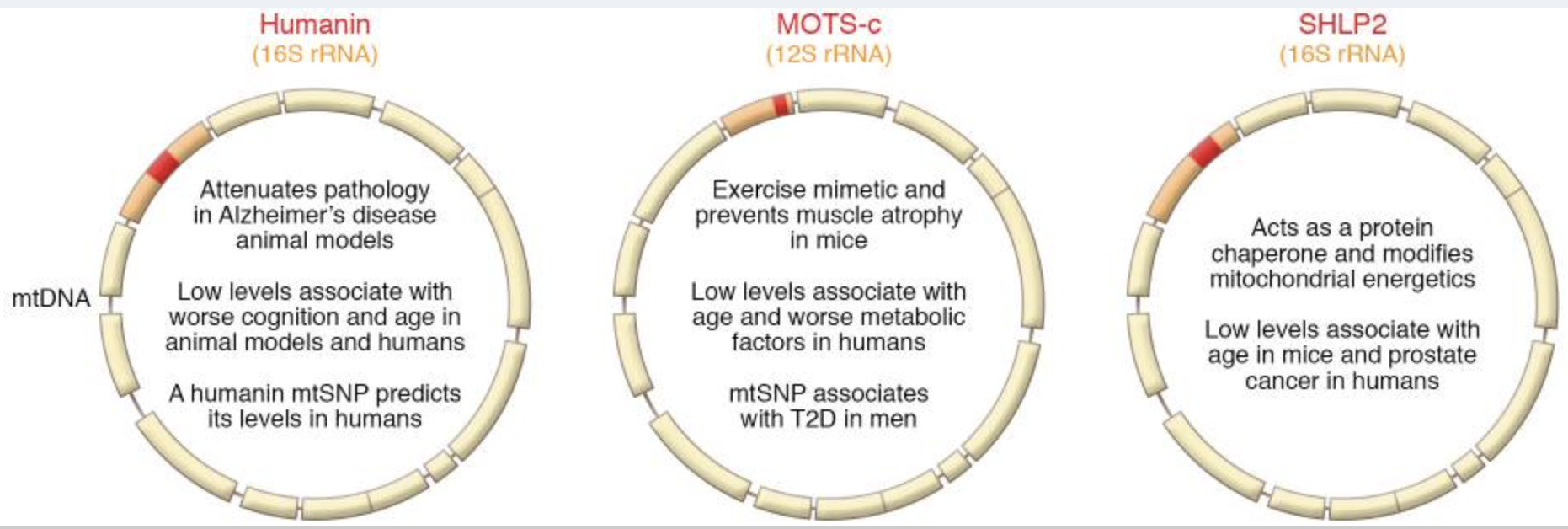 MOTS-c PEPTIDE - treatment image