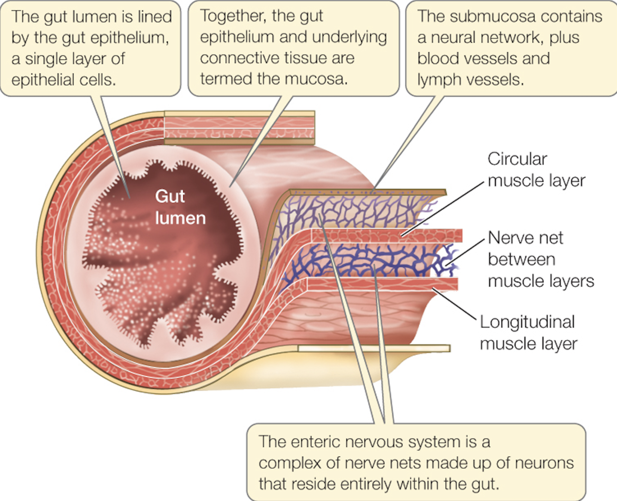 BPC157 + TB500: CAN THIS COMBO HEAL LEAKY GUT?
