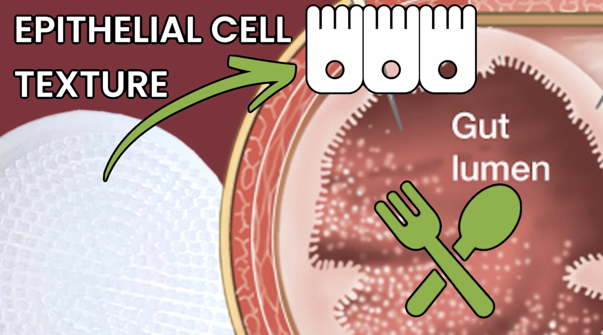 BPC157 + TB500: CAN THIS COMBO HEAL LEAKY GUT? - treatment image