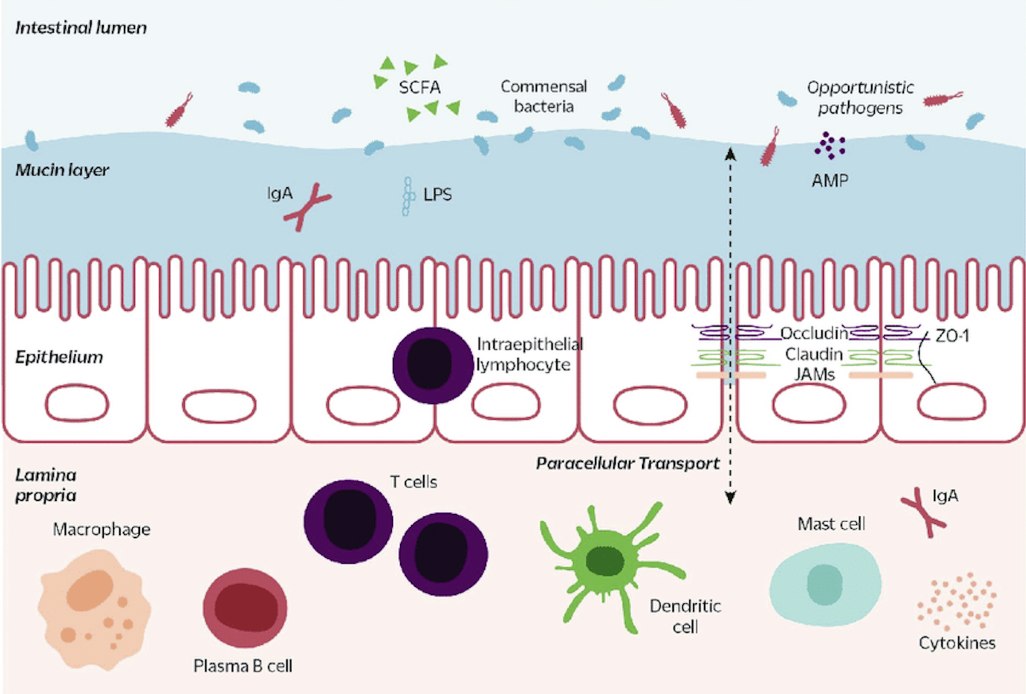 BPC157 + TB500: CAN THIS COMBO HEAL LEAKY GUT? - treatment image