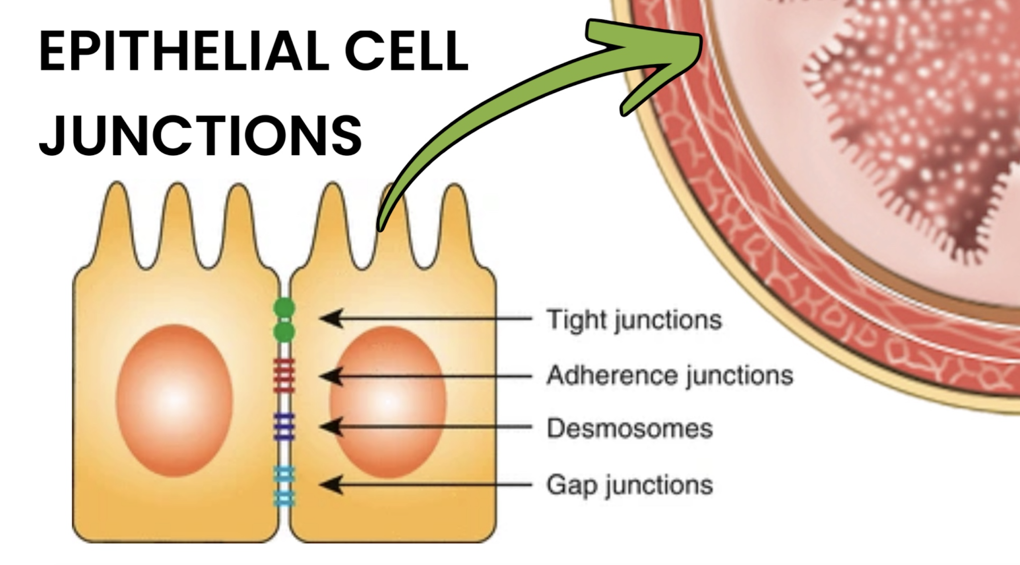 BPC157 + TB500: CAN THIS COMBO HEAL LEAKY GUT? - treatment image