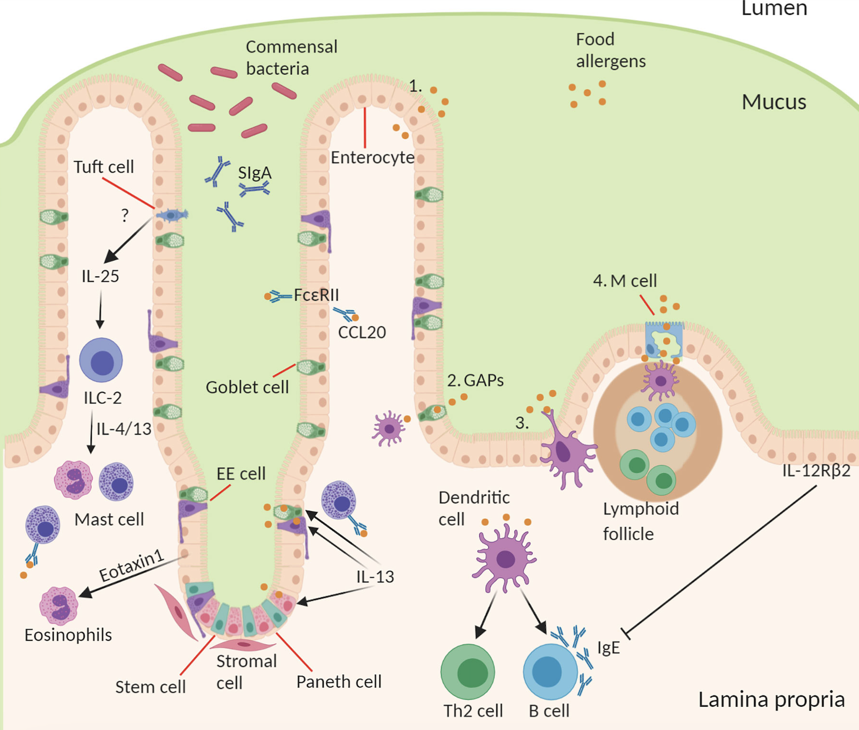 BPC157 + TB500: CAN THIS COMBO HEAL LEAKY GUT? - treatment image