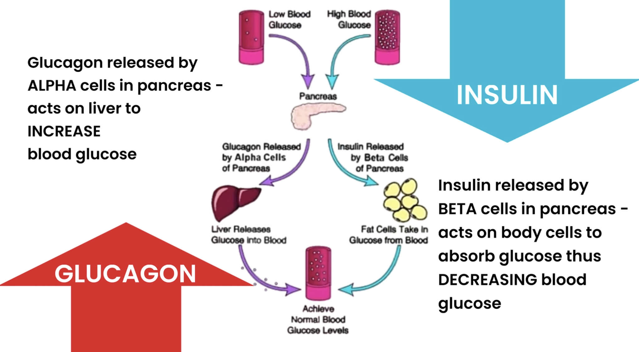 GLP1s SEMAGLUTIDE TIRZEPATIDE LIRAGLUTIDE - treatment image