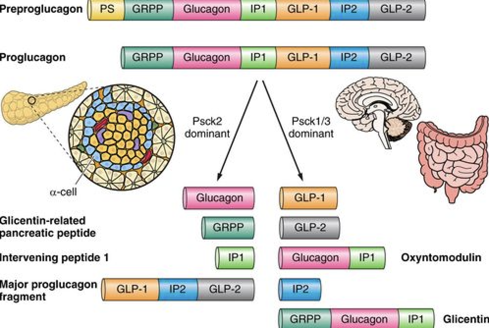 GLP1s SEMAGLUTIDE TIRZEPATIDE LIRAGLUTIDE - treatment image