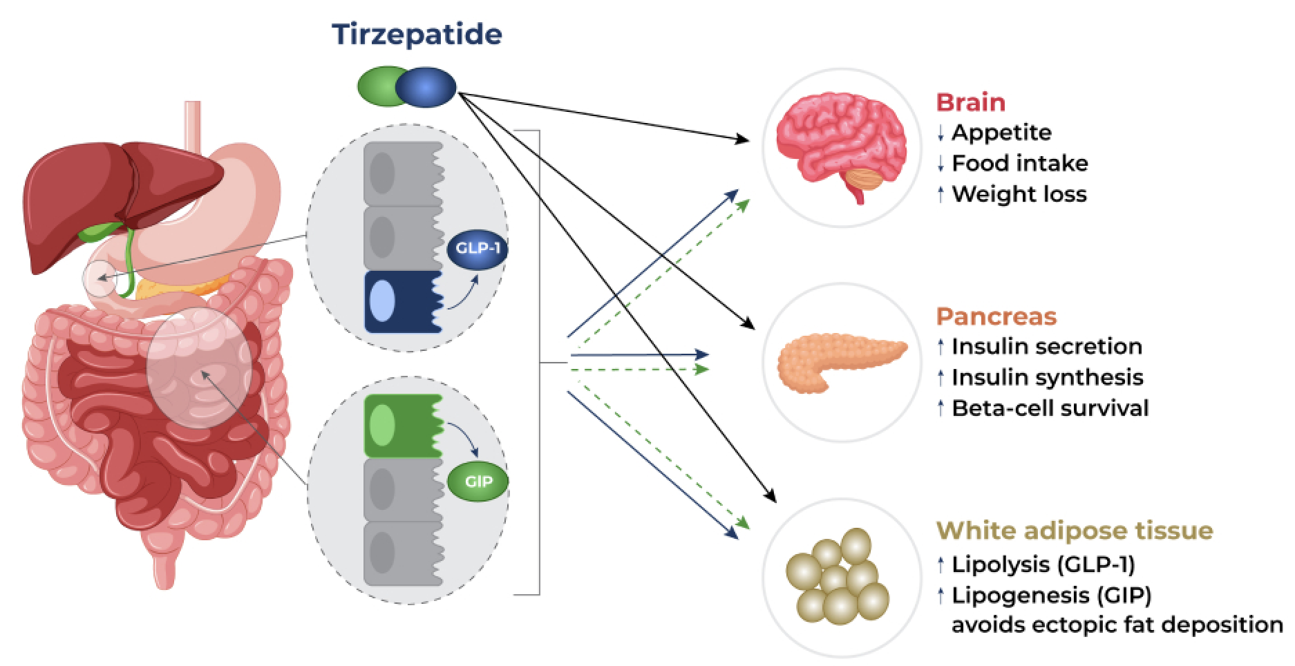 GLP1s SEMAGLUTIDE TIRZEPATIDE LIRAGLUTIDE - treatment image