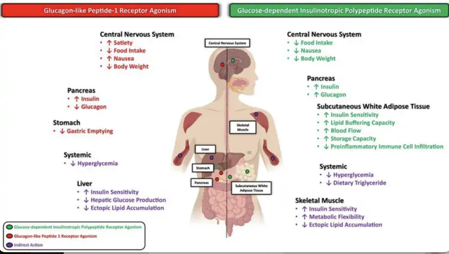 GLP1s SEMAGLUTIDE TIRZEPATIDE LIRAGLUTIDE - treatment image