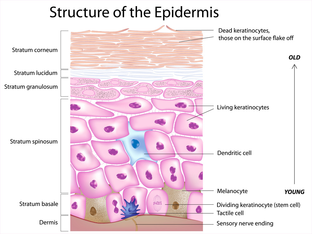 Using Melanotan to Prevent Polymorphous Light Eruption aka SUN POISONING - treatment image