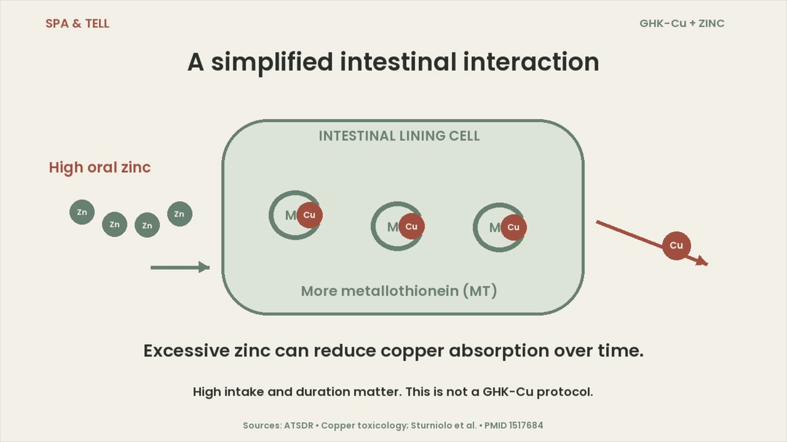 Video illustration showing copper retained in intestinal cells during high oral zinc intake